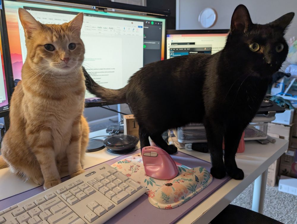 Orange and black cat on desk