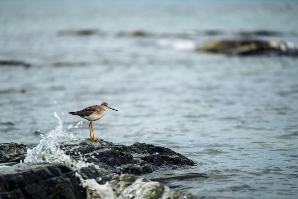 A sandpiper on a rocky shore