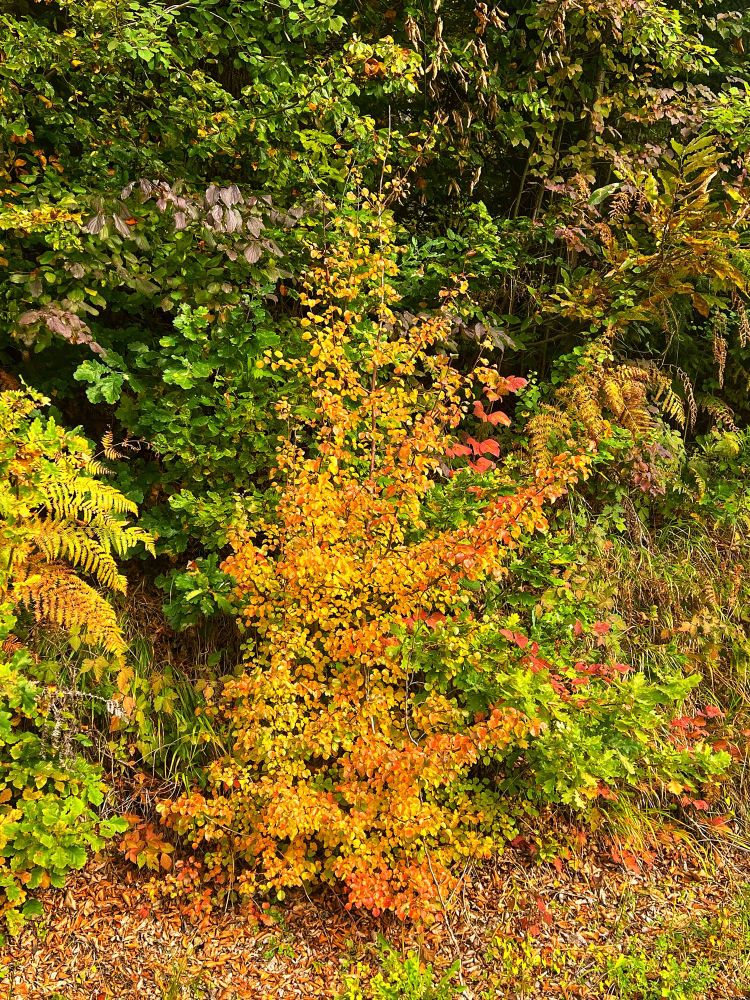 colorful autumn forest