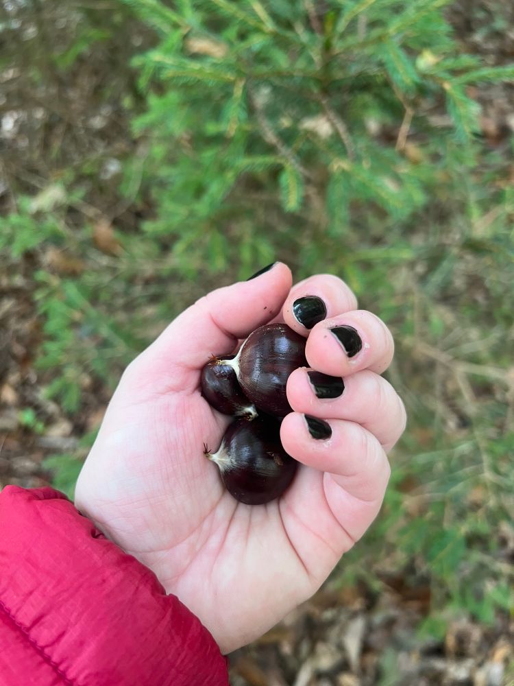 hand holding foraged chestnuts