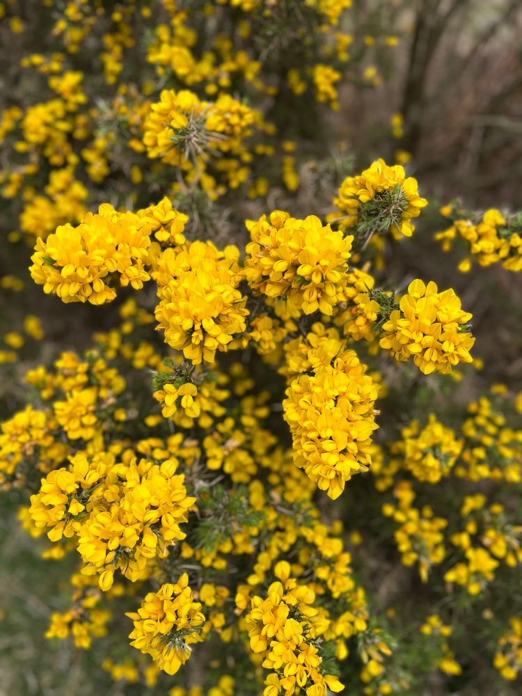 Gorse bush 