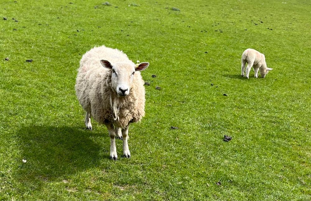 Sheep