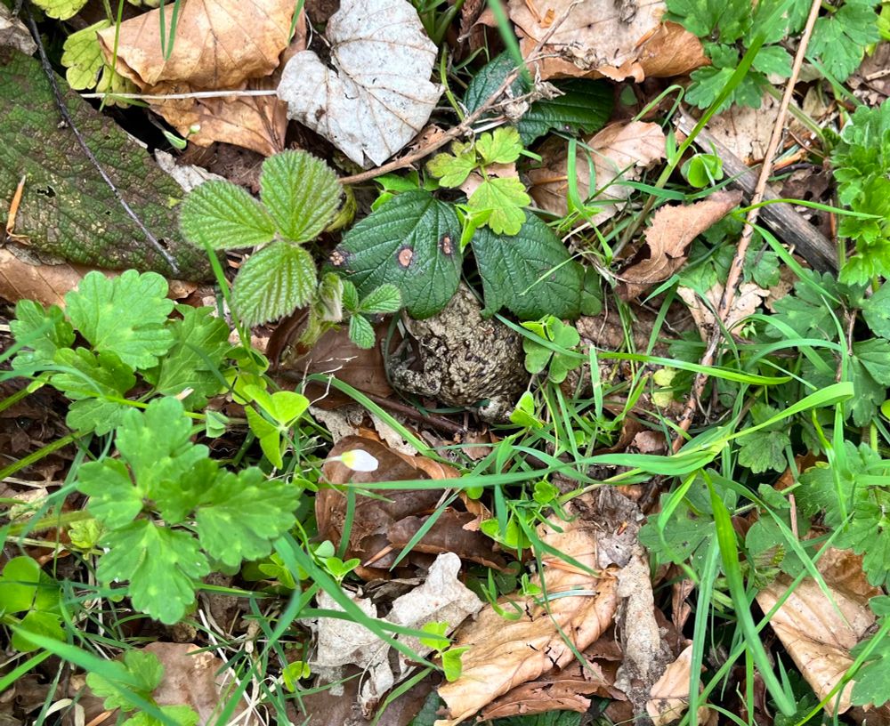 A local toad