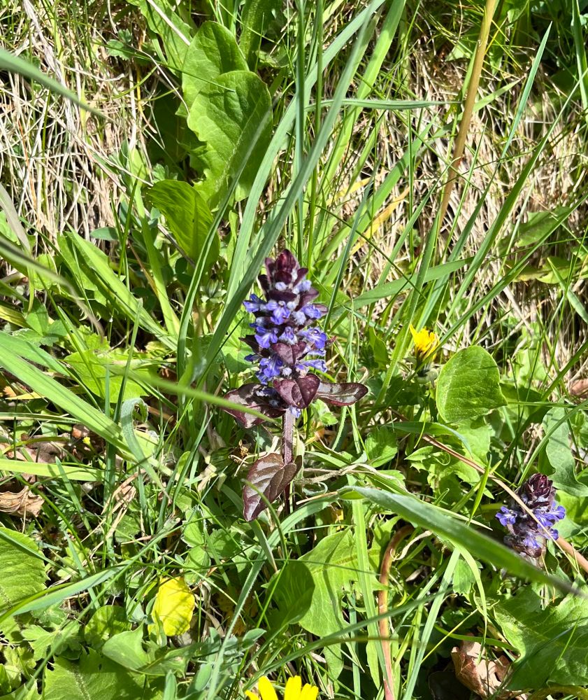 Bugle - a small purple flower a bit like lavender 