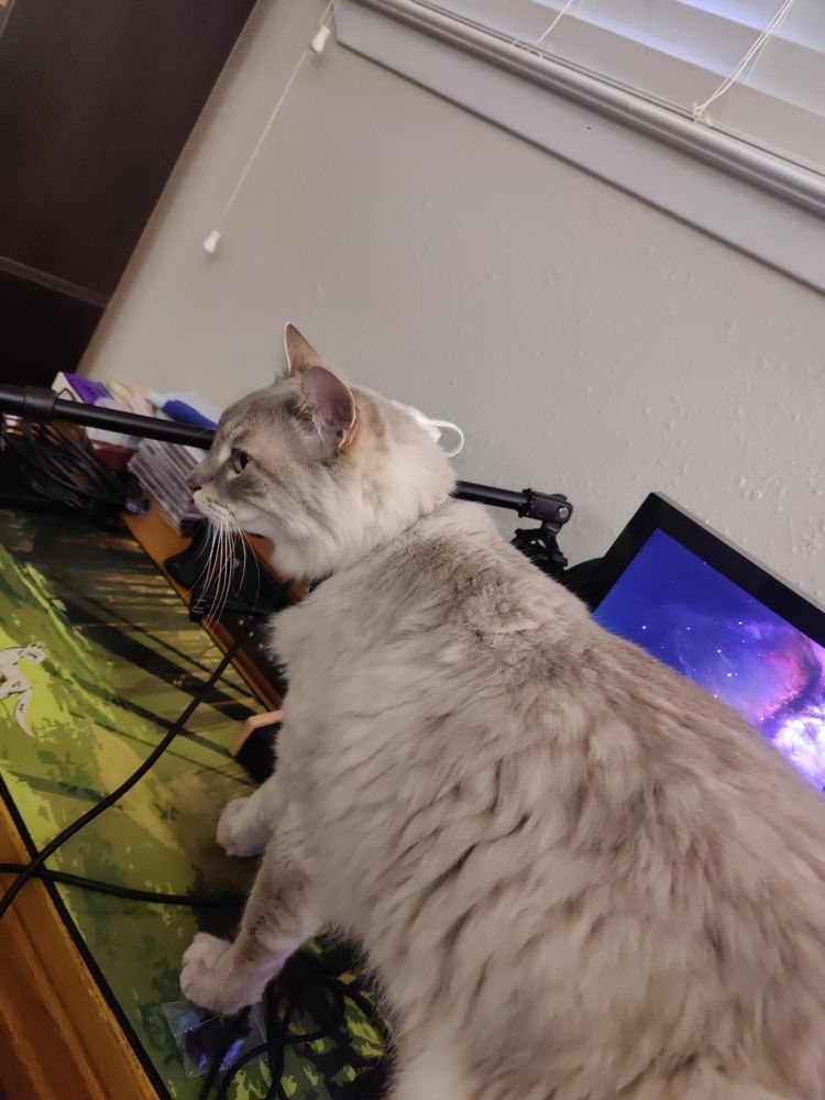 Oliver, a large, fluffy, greyish white cat, standing on my desk