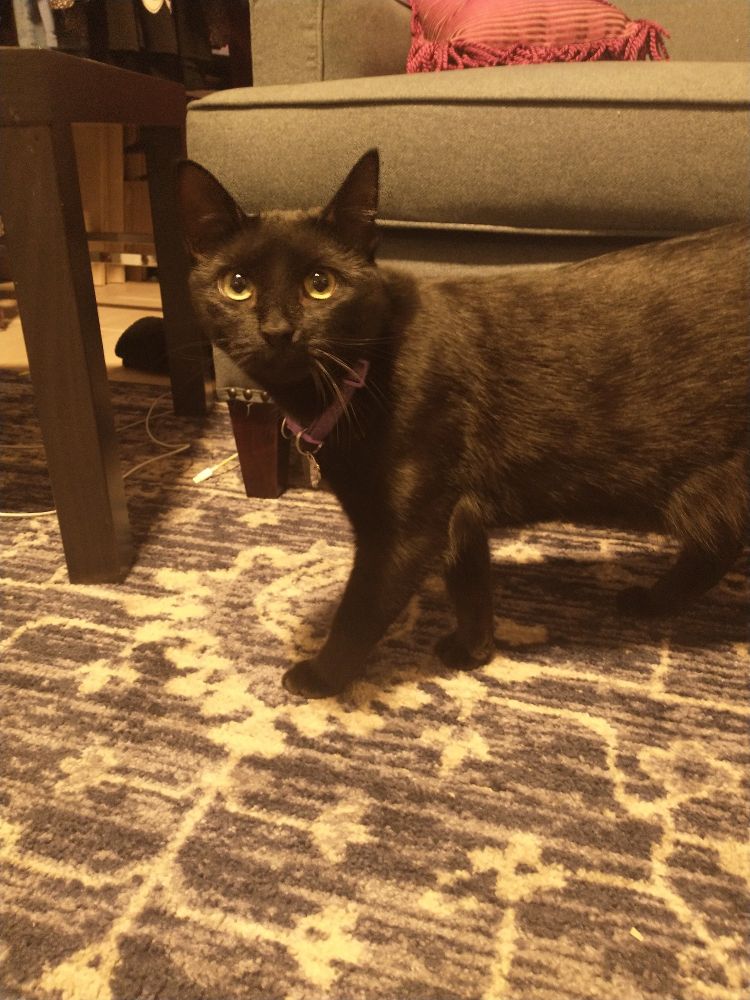A black cat standing in a living room stares directly at the camera.