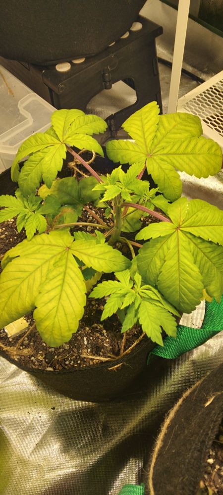 Topped Karma Genetics 'Sour Diesel BX2' cannabis plant, growing indoor, in a 10L fabric pot, under a 200W high quality LED light, with a homemade soil mix and mineral fertilizer.