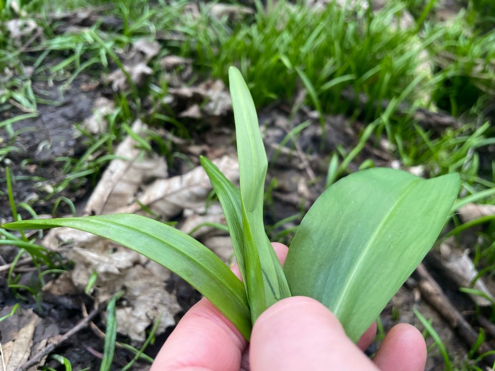 Leaves of three cornered leek and wild garlic held with wooded floor behind