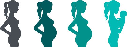 Illustration of the progression of pregnancy