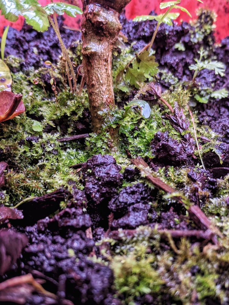 Moss and ferns and sticks and leafs at the base of a pepper plant 