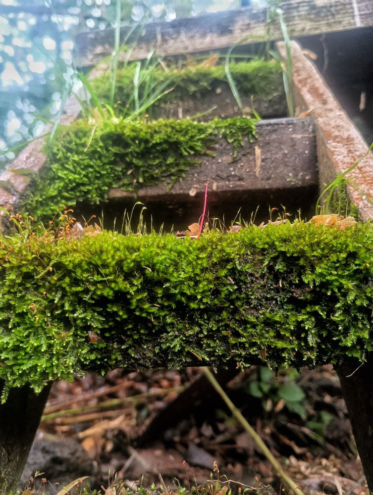 Moss on a tiny staircase for chickens 