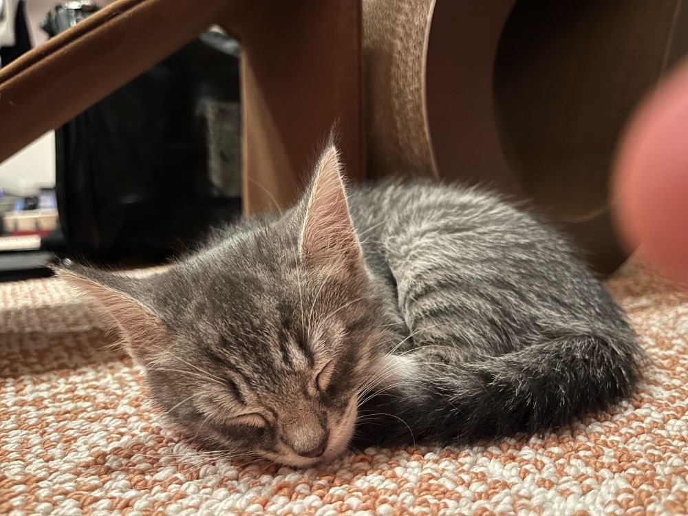 Small gray kitten sleeping