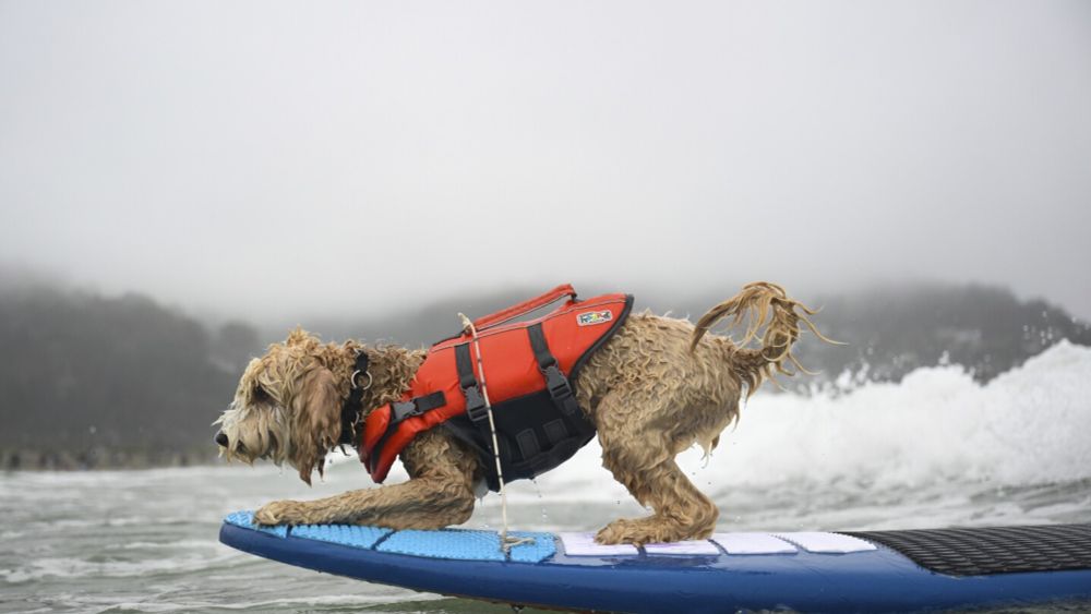 PACIFICA, Calif. (AP) — The annual World Dog Surfing Championships took place near San Francisco on Saturday.