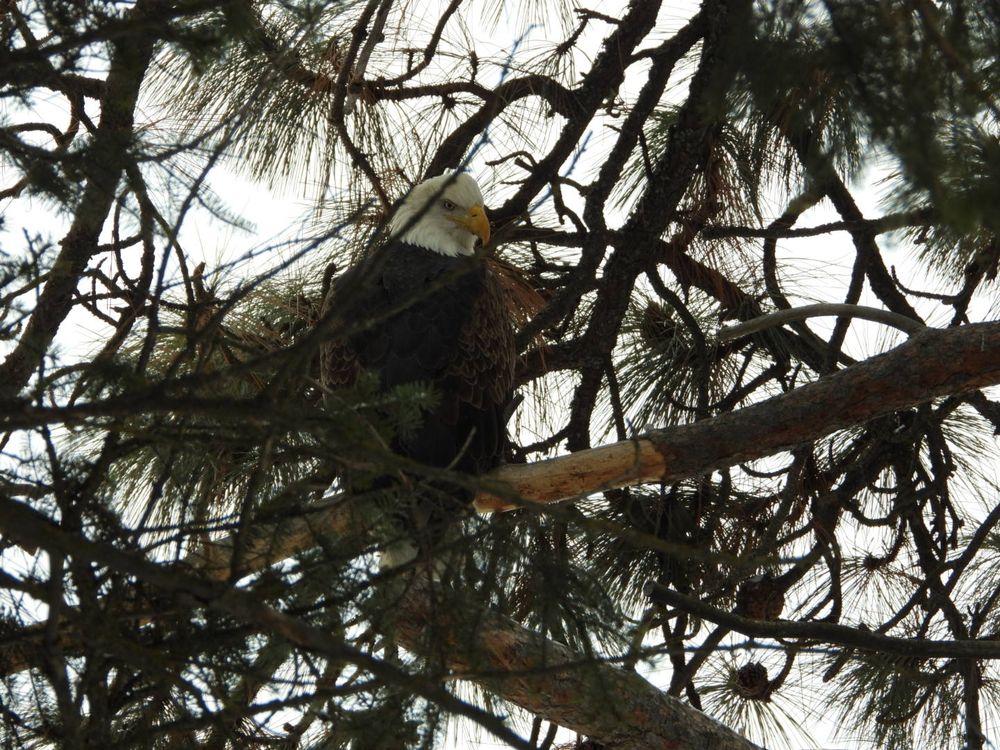 American bald eagle in a tree. 