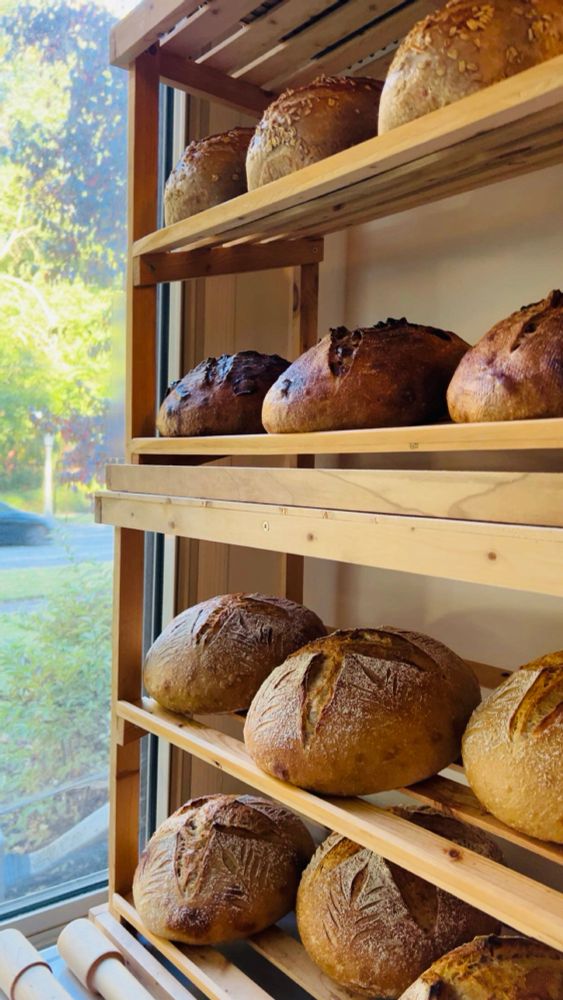 Wooden shelving unit by a sunny window displays multiple artisan sourdough loaves on four tiers. Breads include multigrain on top shelf, dark crusted walnut cranberry boules with scoring patterns on middle shelves, and the classic Pain au Belle with decorative scoring including leaf patterns. 
Natural light streams through window showing green foliage outside and a car driving by.