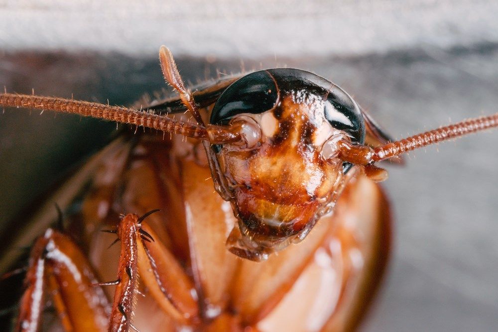 B.C. strata ordered to pay $4,588 for cockroach problem