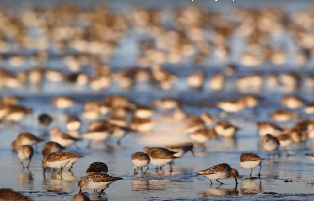 36% of Canadian bird species see decline over past 50 years