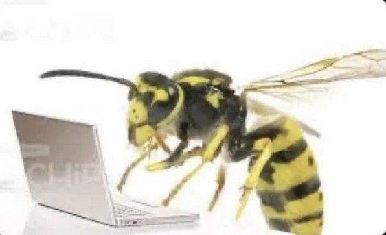 Wasp typing on a laptop