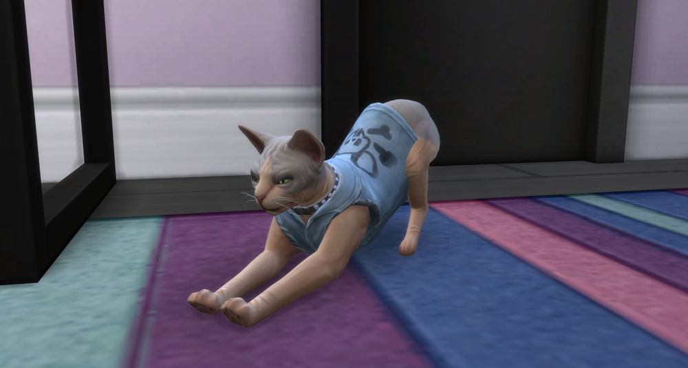 Pox Waffle the sphinx cat doing a big stretch in Nanami's room. He's wearing a blue jean vest with a black collar.