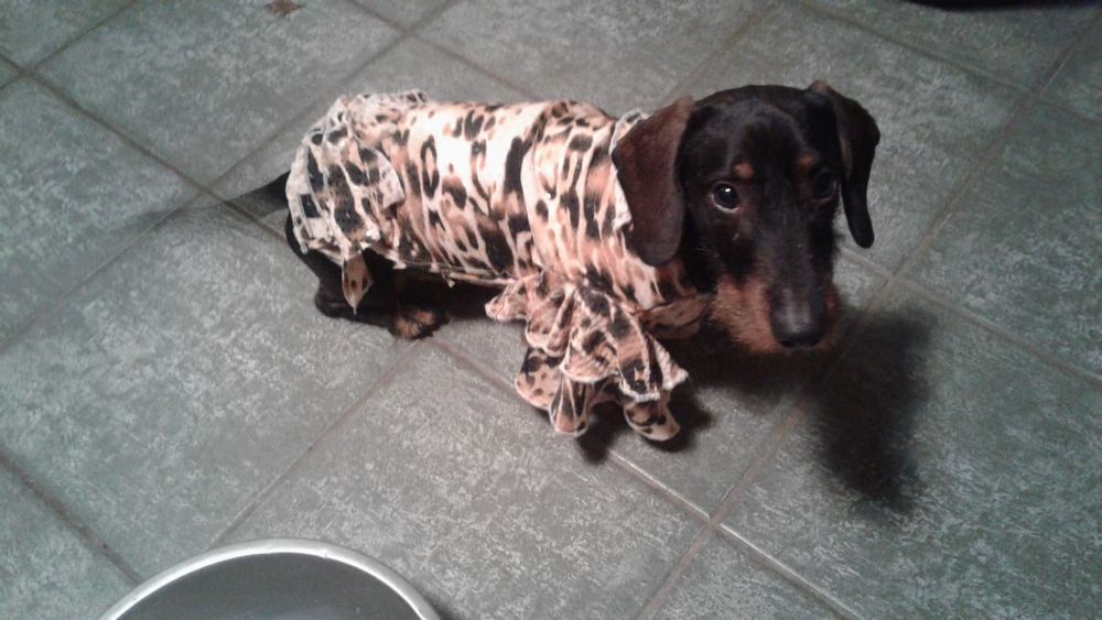 A dachshund wearing a ruffely leoprint jacket