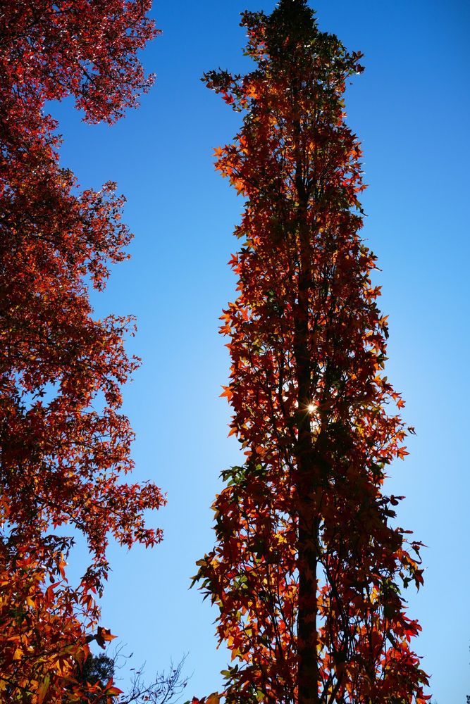 looking at a sweetgum tree that has the sun behind it, the leaves are reds, oranges, yellows and greens