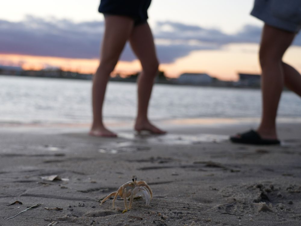 A crab walks on the sand in front of two people.