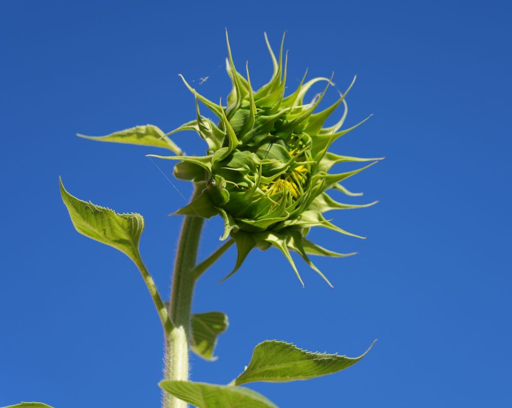 Looking up at a sunflower that has not opened up so it is mostly green with a tiny bit of yellow showing. The sky is blue with no clouds.