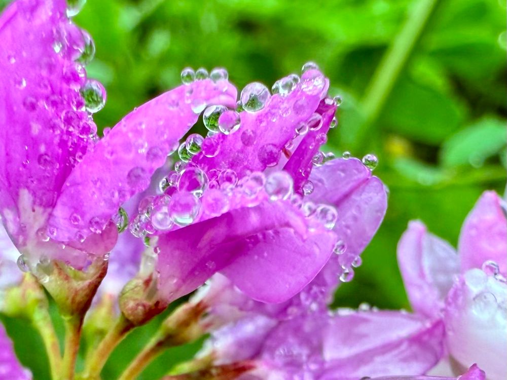 Macro of a pinkish purple flower right after it rained. There are several perfect circles of water drops on it. There is greenery in the background. This was Central Park NYC