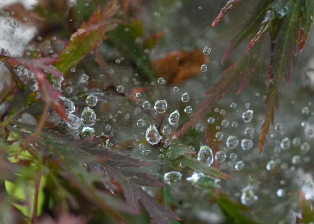 Macro of Dewdrops on a #Cobweb 