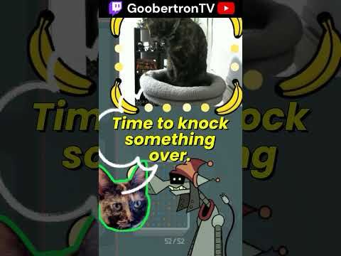 Why You Should Never Stream With Animals