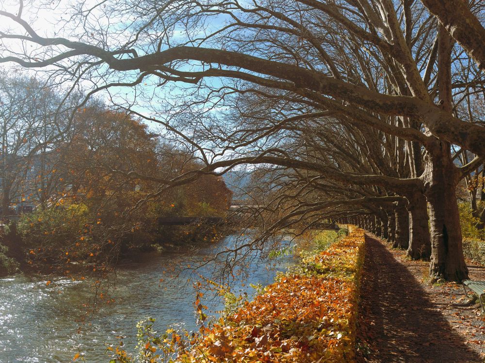 Bare trees over a river with lots of fallen leaves. 