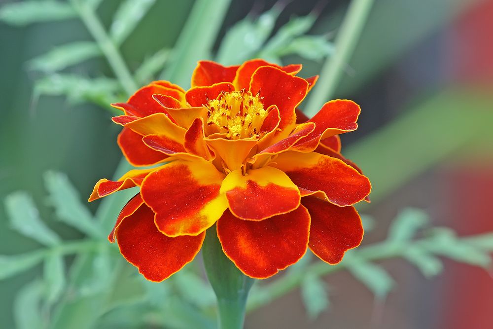 An image of a single French marigold (Tagetes patula). Marigolds are, of course, from the New World.