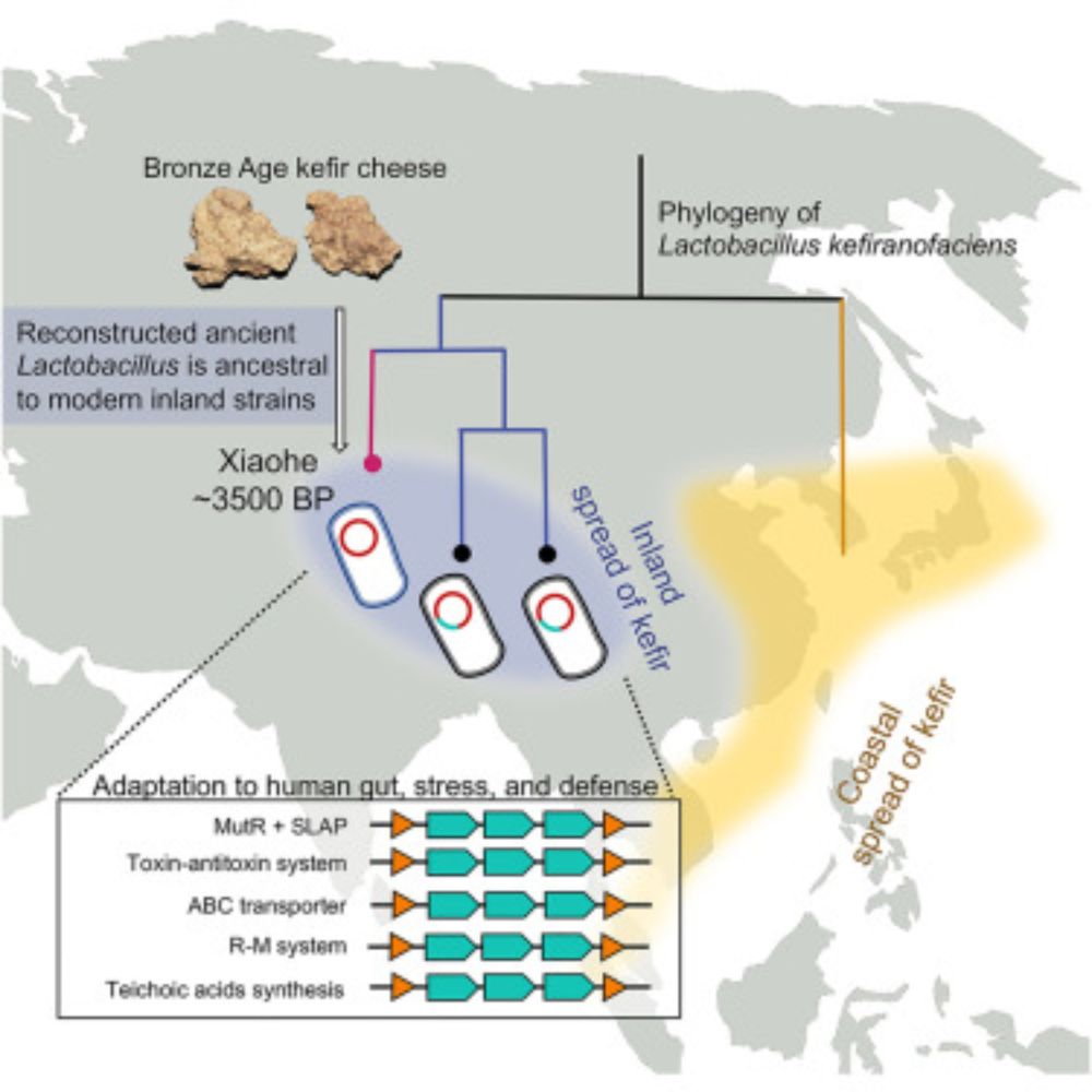 Bronze Age cheese reveals human-Lactobacillus interactions over evolutionary history