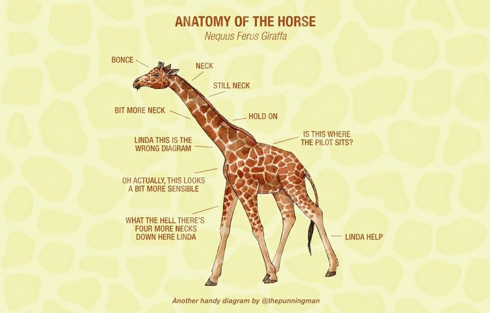 Diagram showing the anatomy of a horse, only it’s actually a picture of a giraffe with annotations asking for assistance.