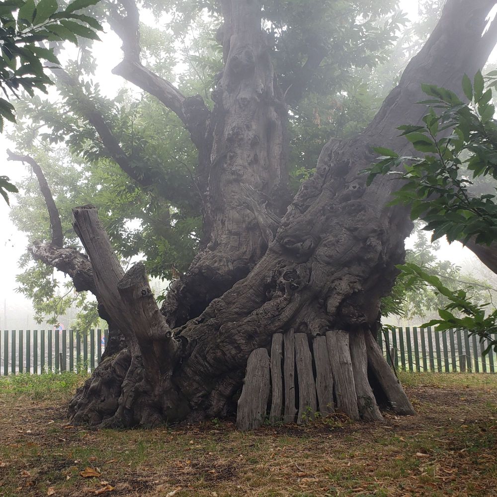 Gnarled trunk of old chestnut tree. Supported by leaning timbers. Fence in background.