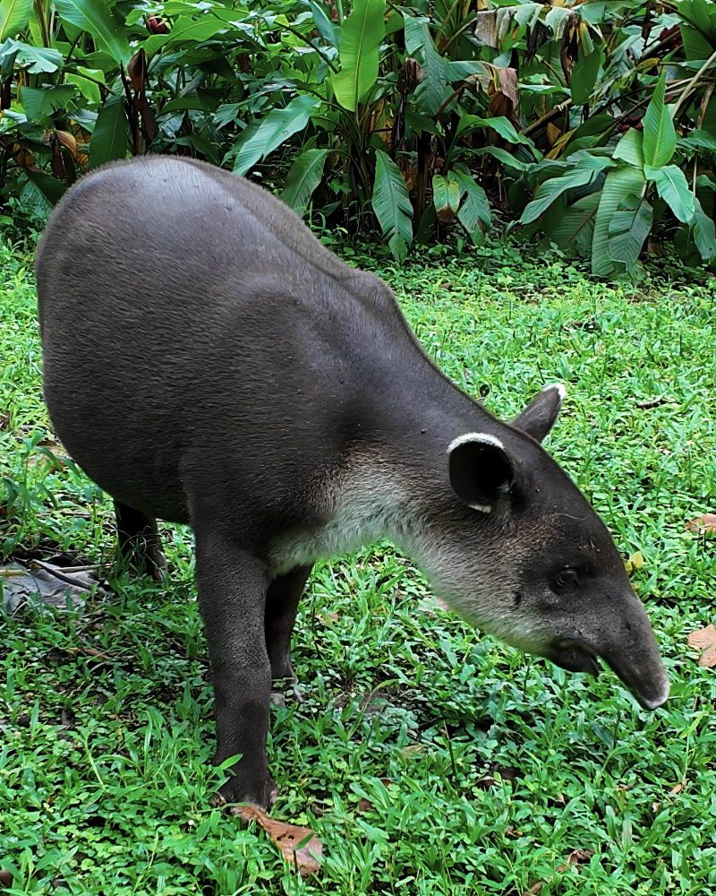 A Baird's tapir stands on a grassy patch, facing right with its head lowered as if sniffing the ground. The animal has dark brown fur with lighter markings around the face and throat, and a short, prehensile snout. Lush green tropical plants fill the background.
