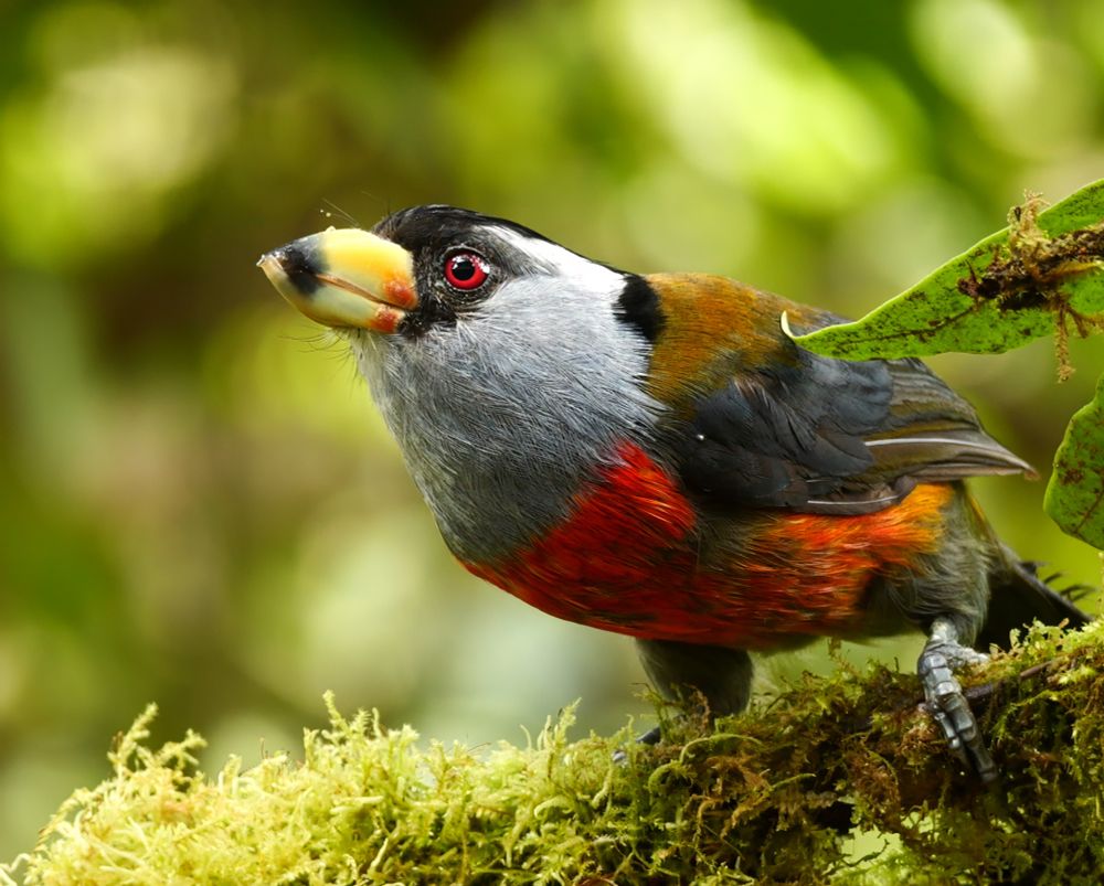 A striking bird perched on a mossy branch. It has a thick, yellow-tipped beak, bright red eyes, silvery gray face, and a bold red patch on its chest.
