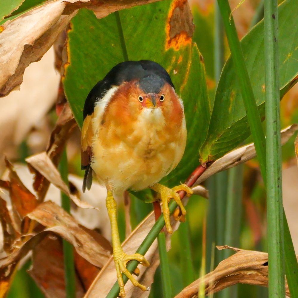A small, vibrant bird with a black cap and back, a reddish-orange face and chest, and a creamy white underside is perched on a green reed. Its long yellow legs grip the reed firmly, and its sharp eyes are fixed forward. The bird is surrounded by large green leaves and dried brown foliage, creating a natural and textured background.