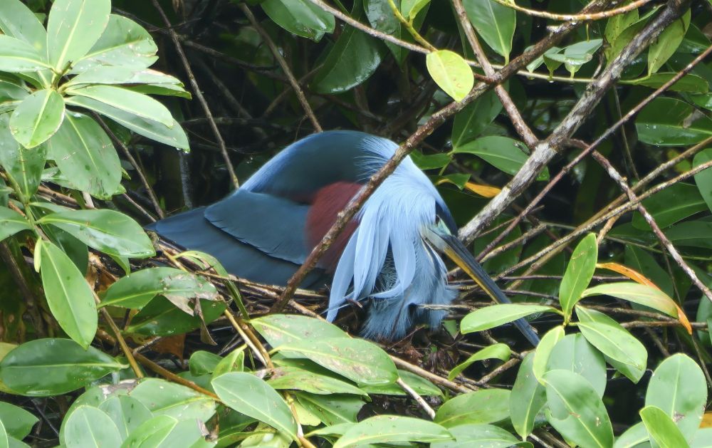 A colorful bird with deep blue and chestnut plumage rests low in a nest made of twigs, surrounded by dense green leaves and branches. Its long, pale blue head plumes drape over its face and beak. 