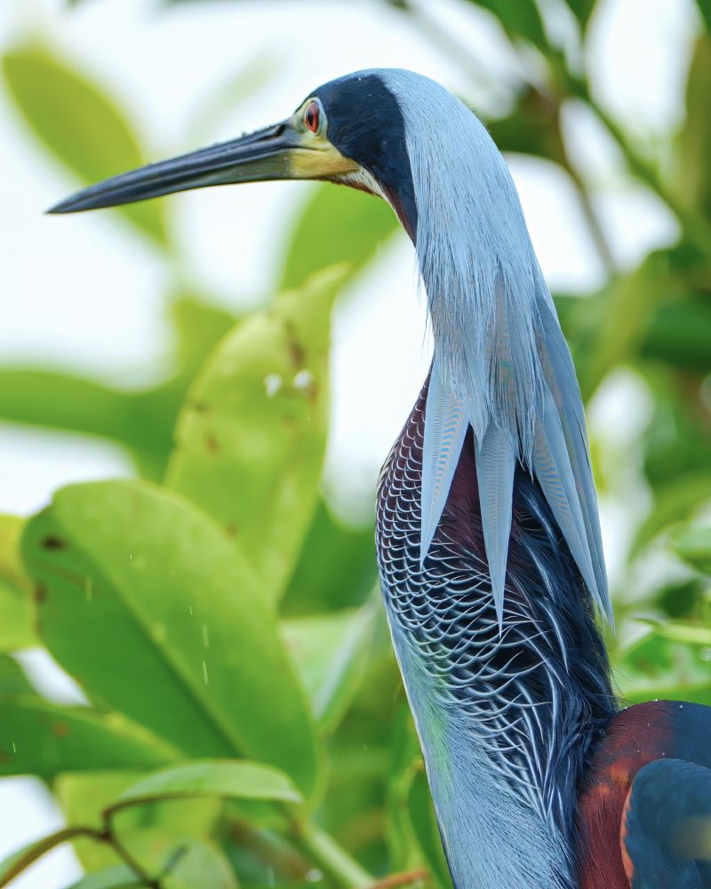 A tall, elegant bird with a long, pointed bill stands among lush green foliage. Its pale blue head feathers drape down its neck like streamers, and its chest displays a striking pattern of fine, dark lines over a white base.
