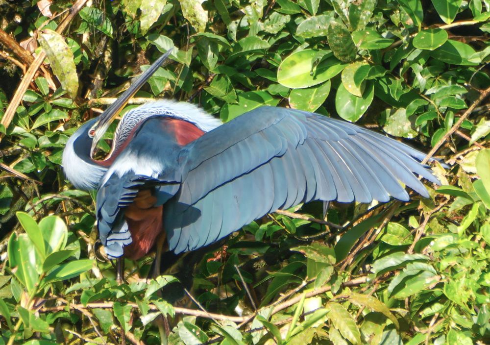 A striking bird with a long, pointed bill perches among dense green foliage, spreading one large blue-gray wing. Its body features rich burgundy, white, and blue tones, with a long neck and elegant posture.
