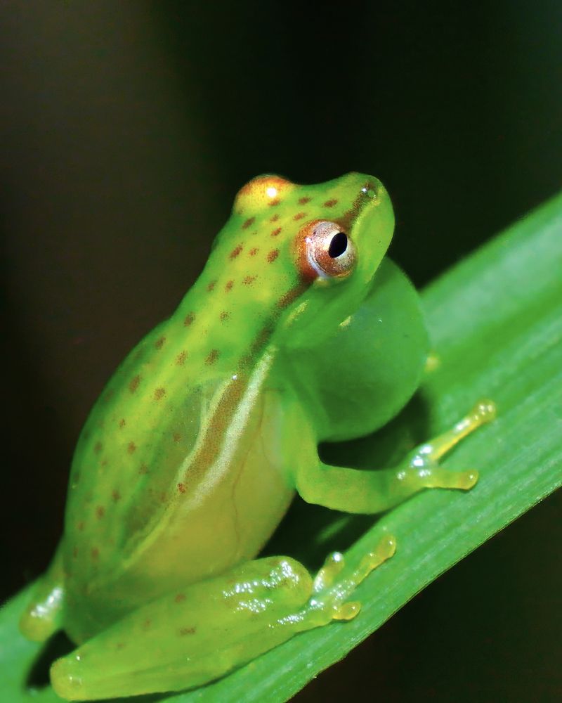 A small translucent green frog with faint red spots sits on a green leaf. Its vocal sac is inflated, suggesting it is calling. The frog has a rounded body, visible internal organs through its semi-clear skin, and large copper-colored eyes with horizontal pupils.