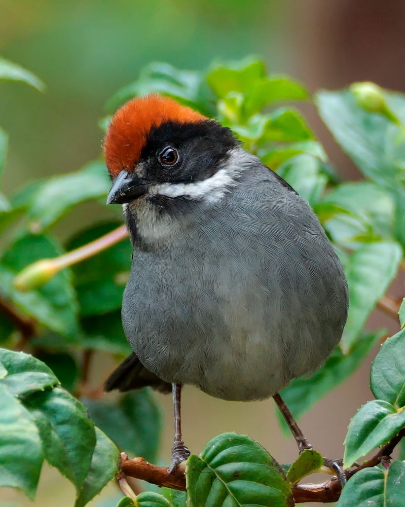 A small bird with a gray body, black face, white cheek stripe, and a bright chestnut-colored cap perched among green leaves.
