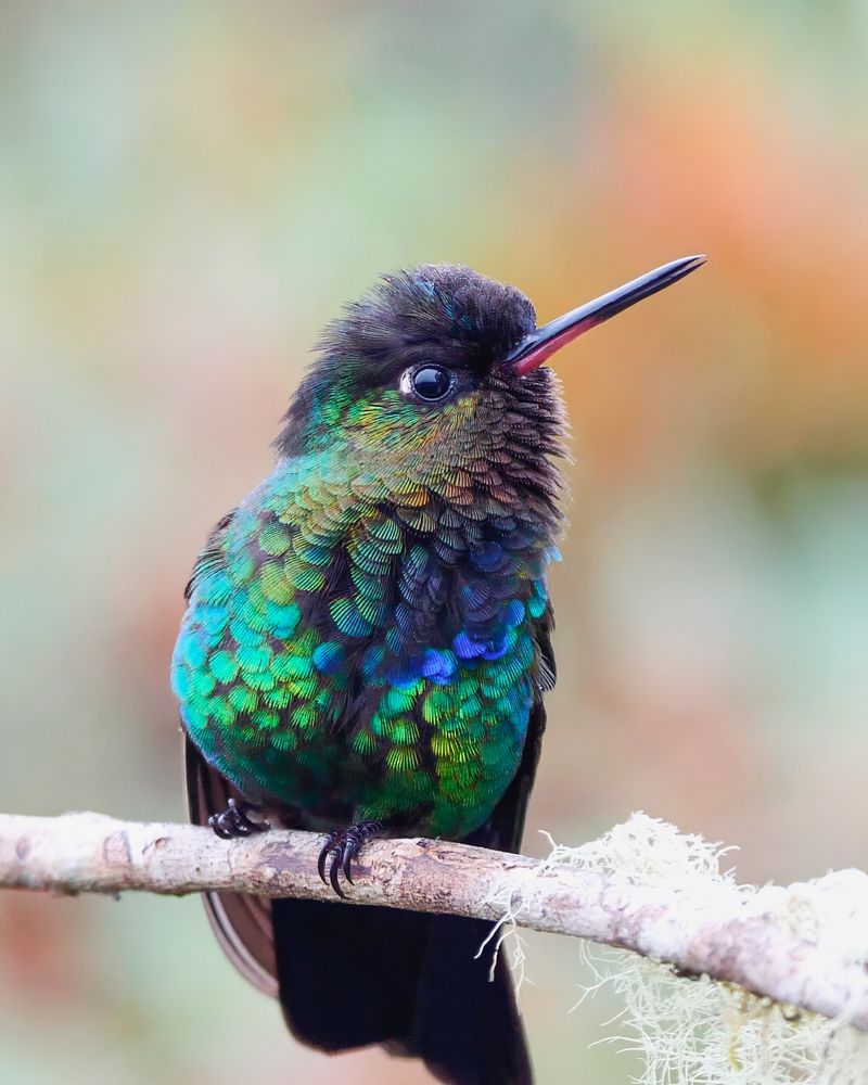 A dazzling bird with iridescent green, blue, and gold plumage perches on a delicate branch adorned with soft lichen. Its feathers shimmer in the light, displaying an intricate mosaic of colors.