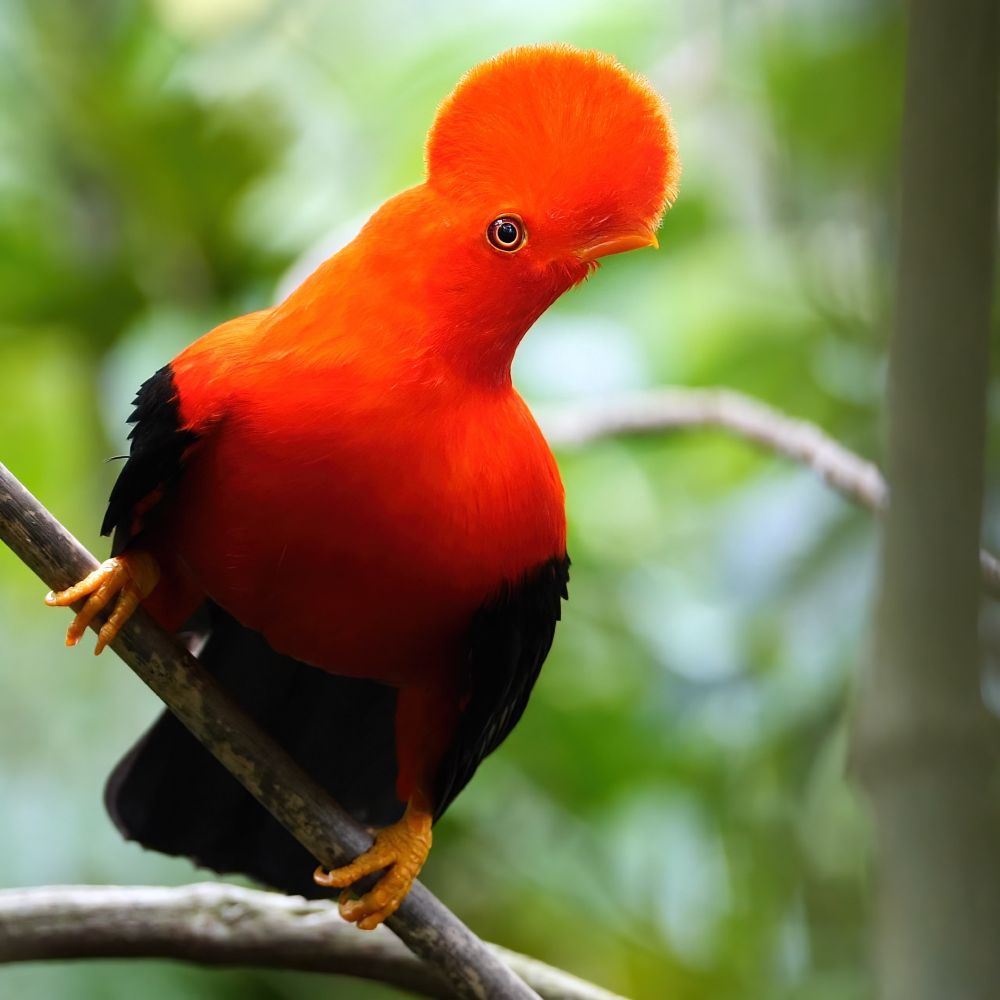 A striking bird with vivid orange plumage and bold black wings perches on a branch, its bright feathers glowing against the greenery. Its round crest gives it a unique and regal appearance, while its alert eyes and delicate beak add to its captivating presence.
