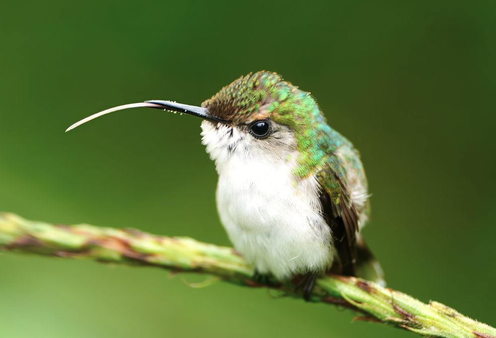 A small bird with iridescent green feathers and a white belly perched on a branch, its long tongue extended from its beak. 