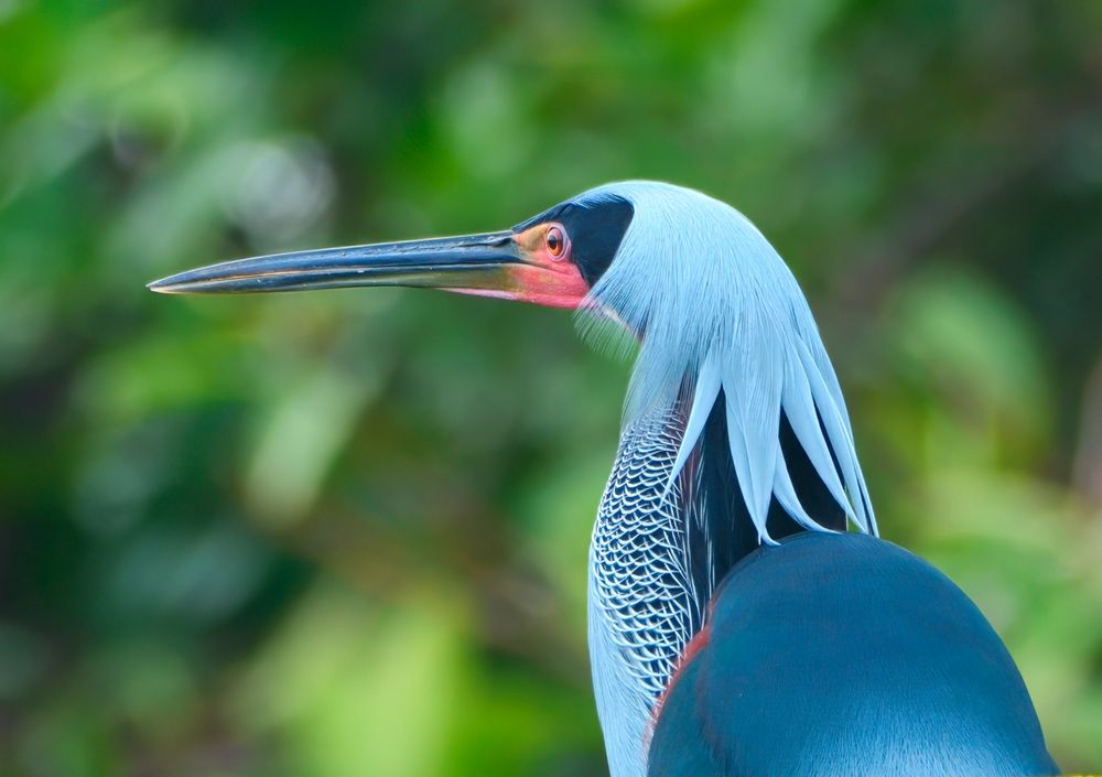A striking bird with long pale blue plumes, a dark teal back, and a slender bill stands perched among green foliage. Its neck features fine black-and-white barring, and a patch of red skin is visible near the base of the bill.