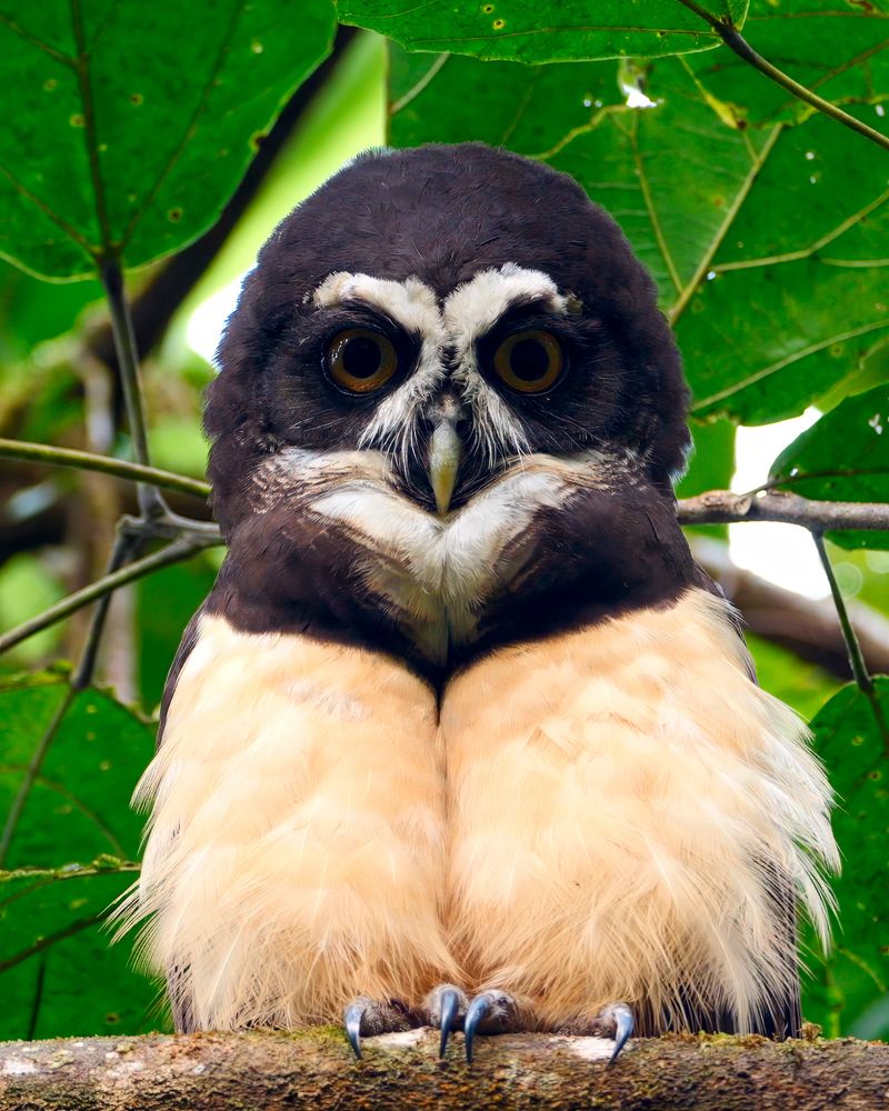 A fluffy owl with dark brown upperparts and creamy beige underparts is perched on a branch. It has striking yellow eyes framed by bold white markings above and around the face, giving it a “spectacled” appearance. Large green leaves form the background.
