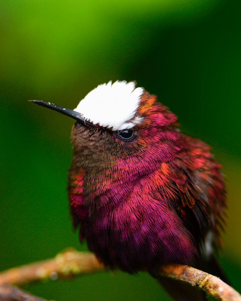 A close-up photo of a vibrant hummingbird perched on a branch. The bird has deep magenta and purple plumage with a striking, snow-white cap on its head. The background is a smooth, blurred green, highlighting the bird’s vivid colors.
