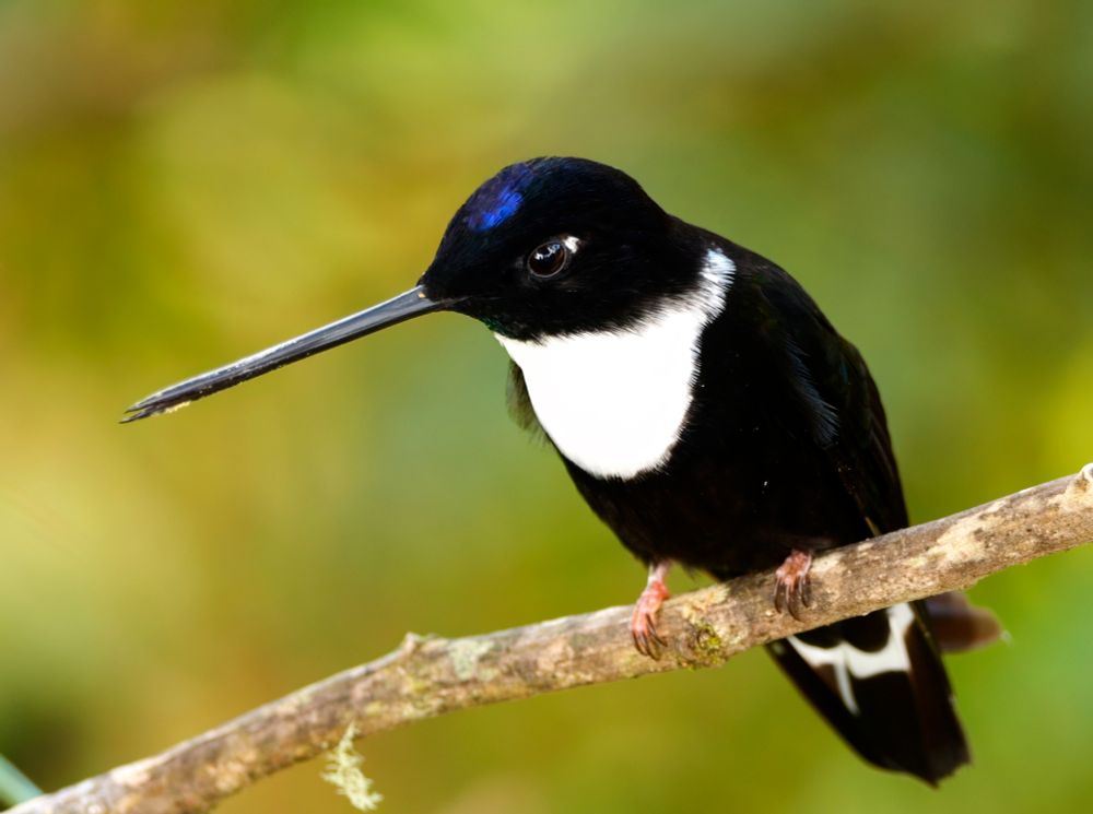 A black-and-white hummingbird with a striking white chest and collar, long straight bill, and a hint of iridescent blue on its crown, perched on a branch against a blurred green background.
